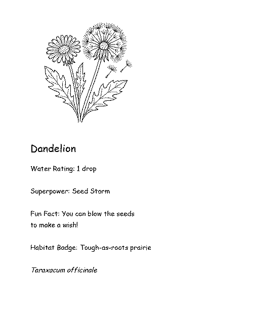 Coloring card of a Dandelion with fun fact, superpower, and water rating
