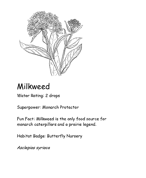 Coloring card of Milkweed with fun fact, superpower, and water rating