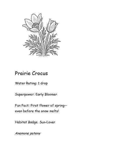 Coloring card of Prairie Crocus with fun fact, superpower, and water rating