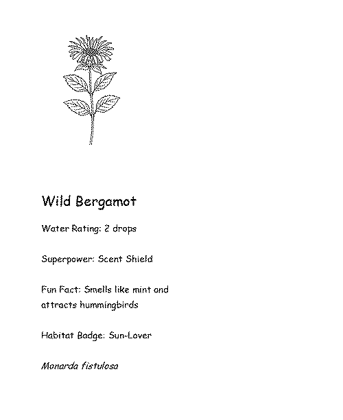 Coloring card of Wild Bergamot with fun fact, superpower, and water rating