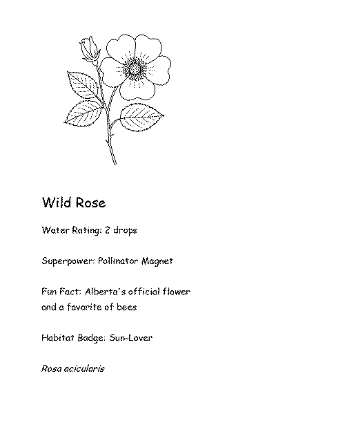 Coloring card of Wild Rose with fun fact, superpower, and water rating