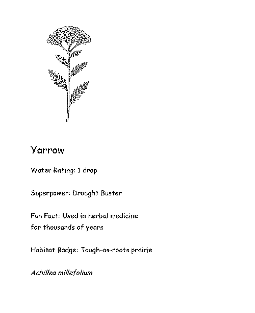 Coloring card of Yarrow with fun fact, superpower, and water rating