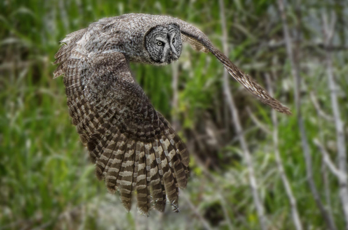 Great Grey Owl