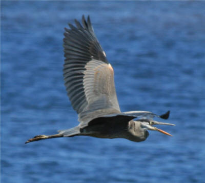 Great Blue Heron - photo by Leanne Guenther