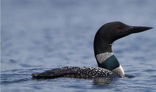 Pacific Loon: Wikipedia - photo by Matt MacGillivray