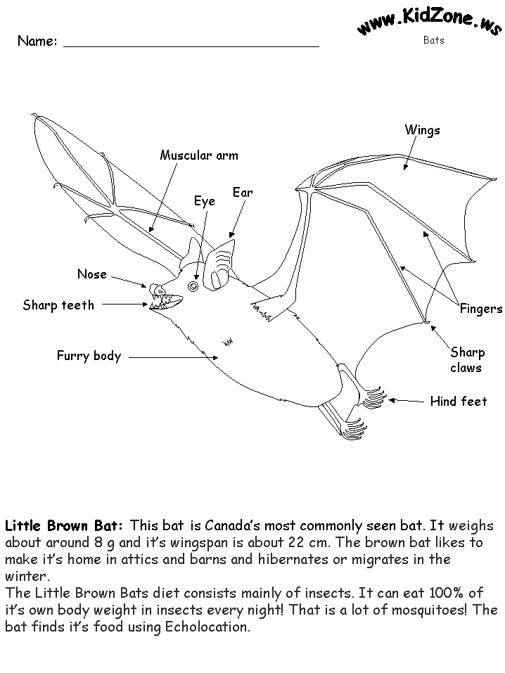 Bat Activity Sheets Label A Little Brown Bat Easy 