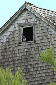 Rock Dove in the window of an old barn.