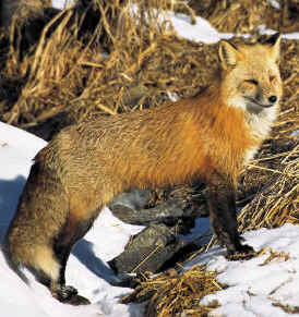 The Fox is an enemy of the Willow Ptarmigan