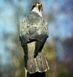 Hawks are Ruffed Grouse enemies.
