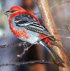 Male Pine Grosbeak
