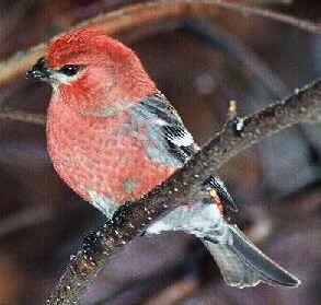 Pine Grosbeak