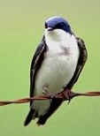 Merlin Feeding: swallow