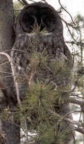 Manitoba bird