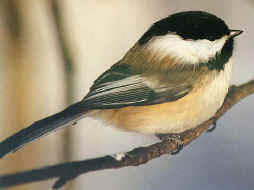 chickadee