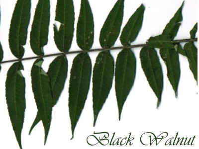 leaves