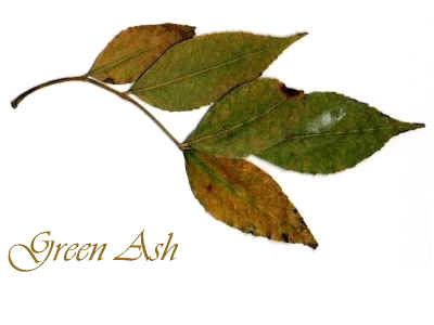 leaves