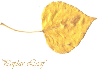 leaves