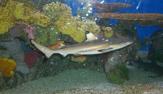 shark photos