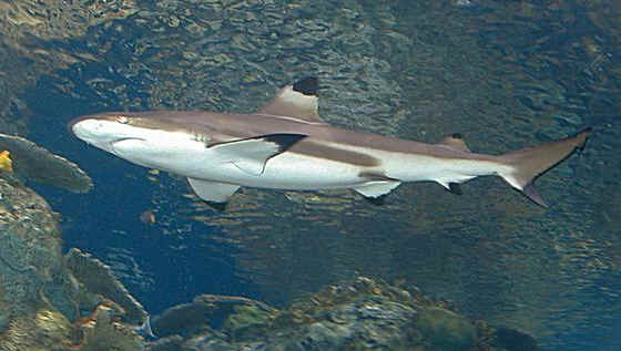 shark photos