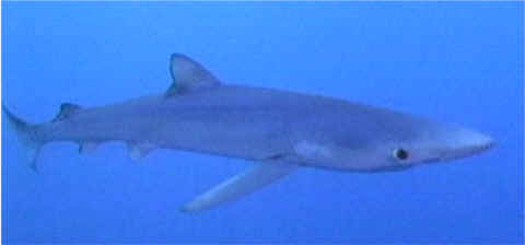 blue shark