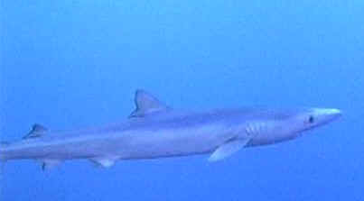 blue sharks