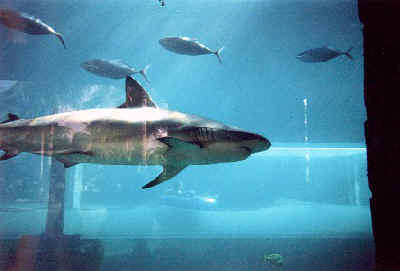 shark photos