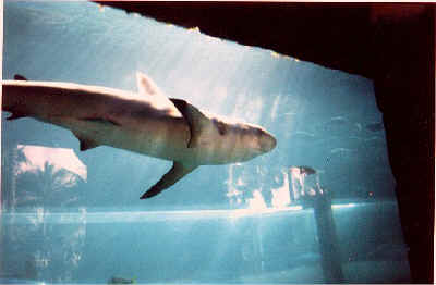 shark photos