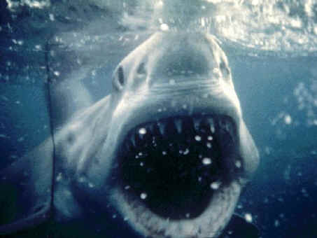 shark photos