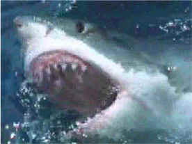 shark photos