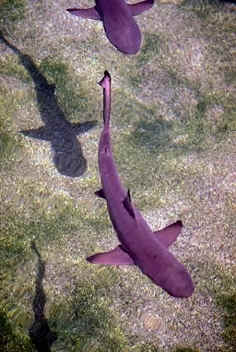 nurse shark photos