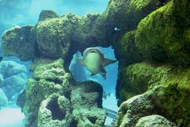 nurse shark photos