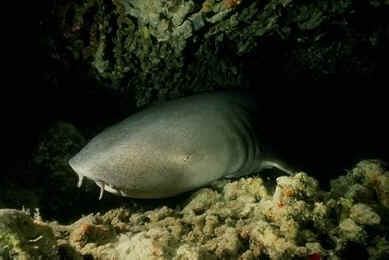 nurse shark photos