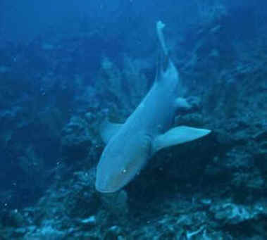 shark photos