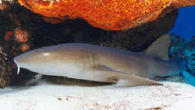 shark photos
