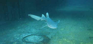 shark photos