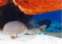 shark photos