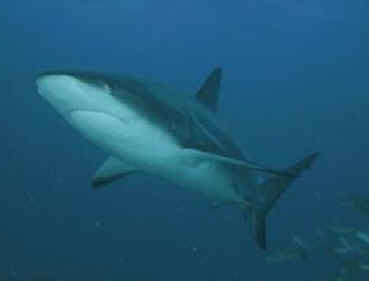 shark photos