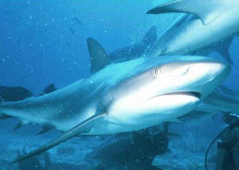shark photos