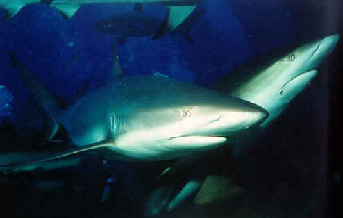 shark dinner