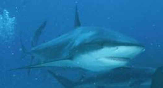 shark photos