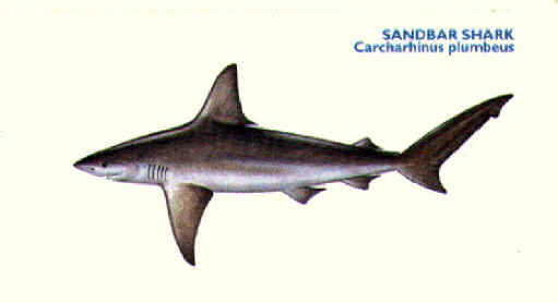sandbar shark