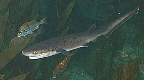 shark photo