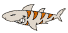 free shark clipart