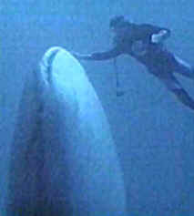 whale shark with diver