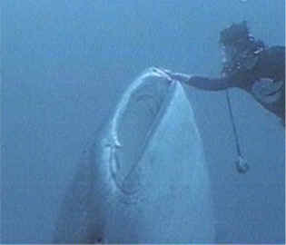 whale shark and diver
