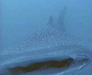 shark photos