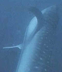 shark photos