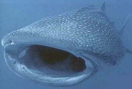 shark photos