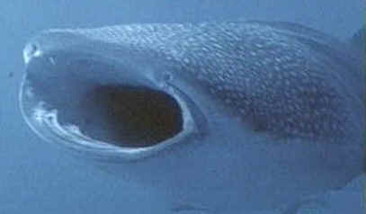 shark photos