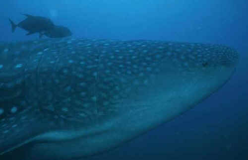 shark photos